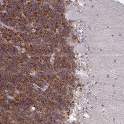 GPRIN3 Antibody, Novus Biologicals 0.1mL; Unlabeled:Antibodies, Polyclonal